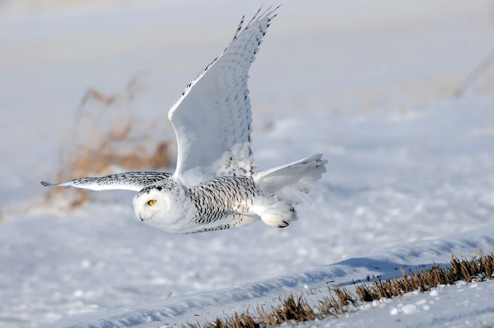 Polar owl in the tundra