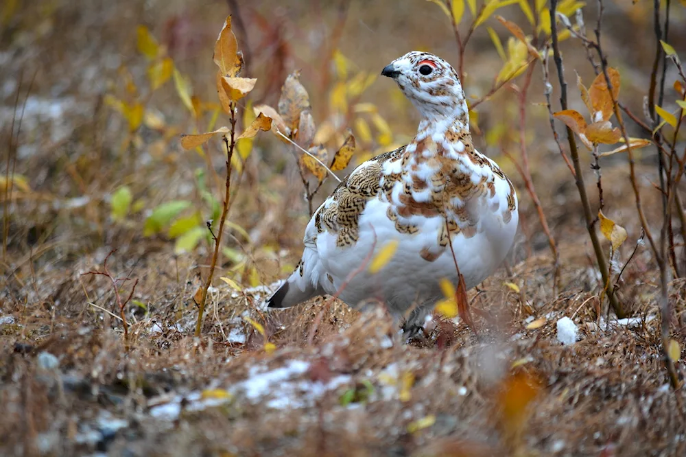 Polar Ptarmigan in the tundra