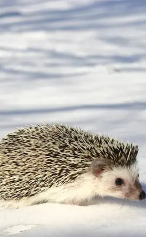 Polar Hedgehog