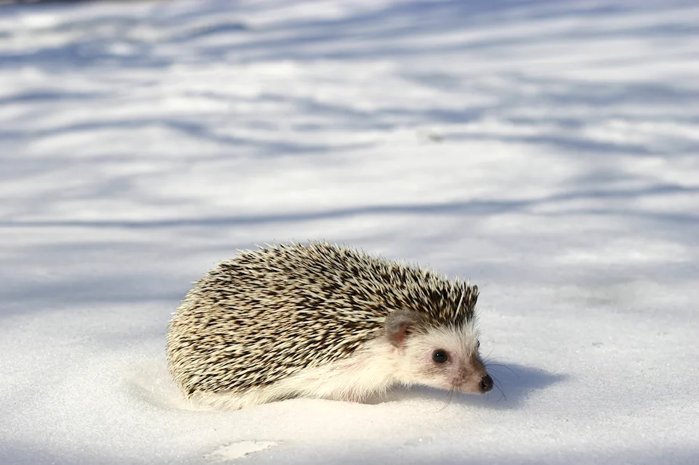 Polar Hedgehog