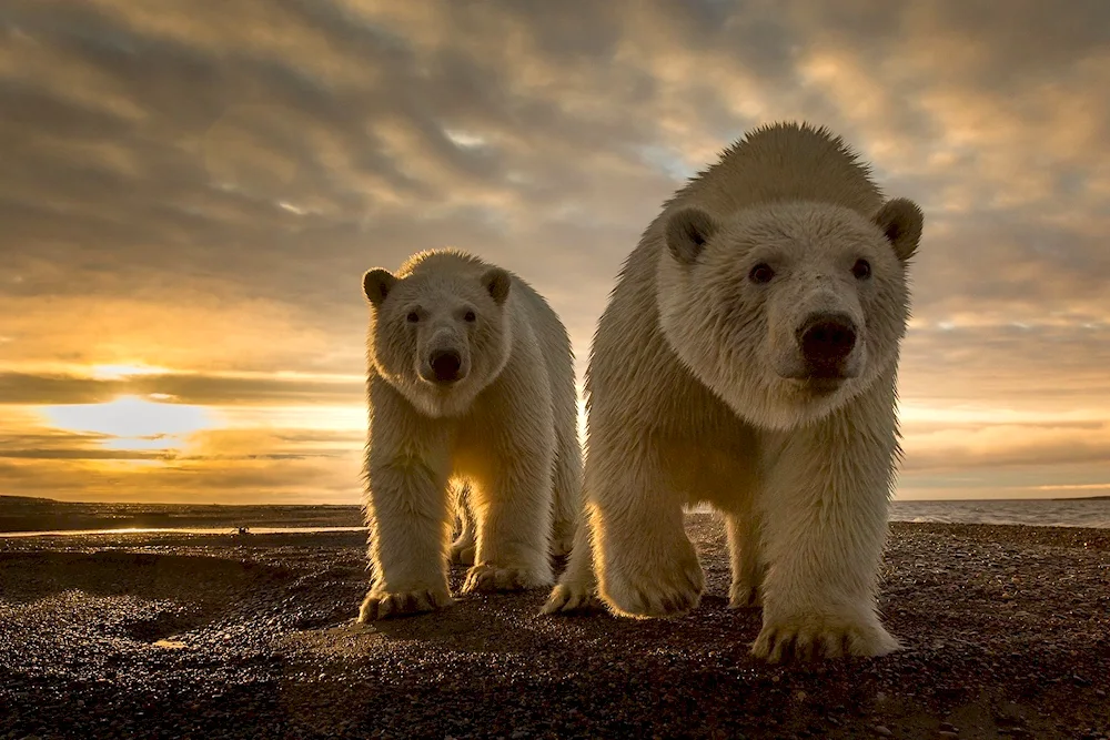 Polar Grizzly Bear