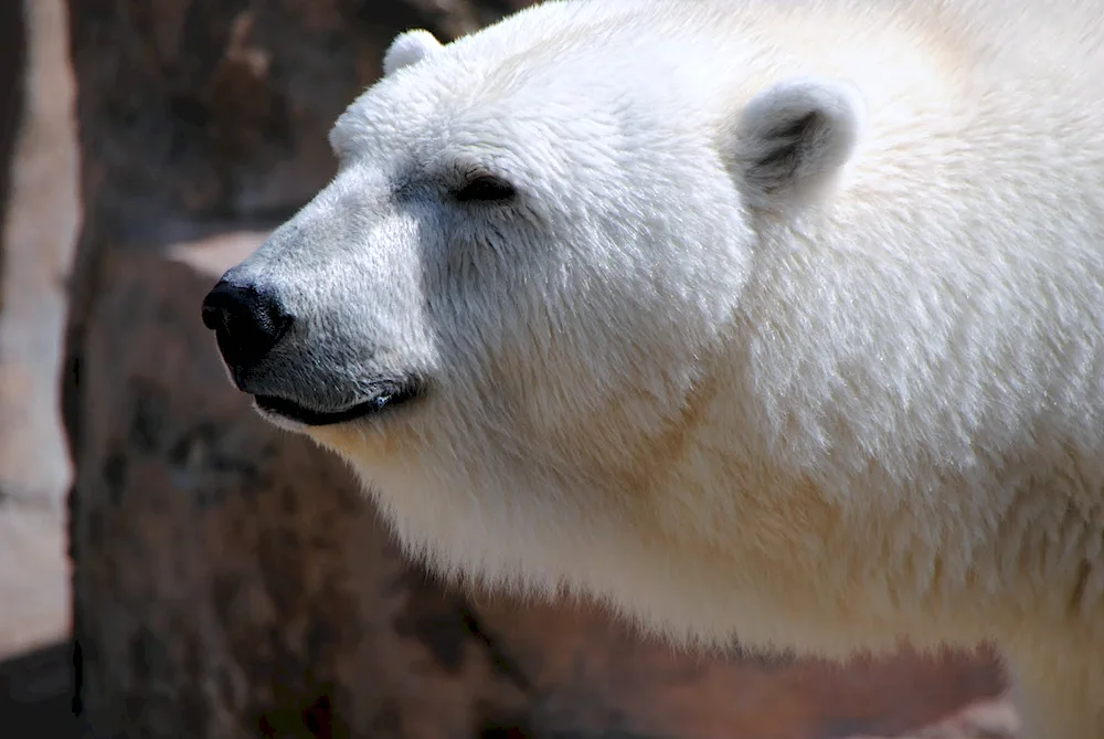 Polar bear