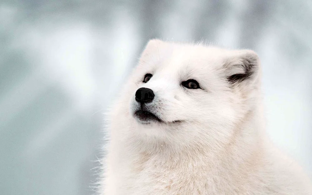 Polar Arctic Fox