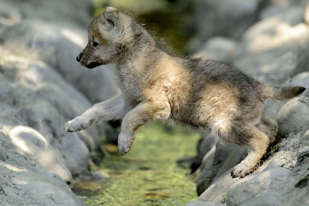 Polar wolf with wolf cubs