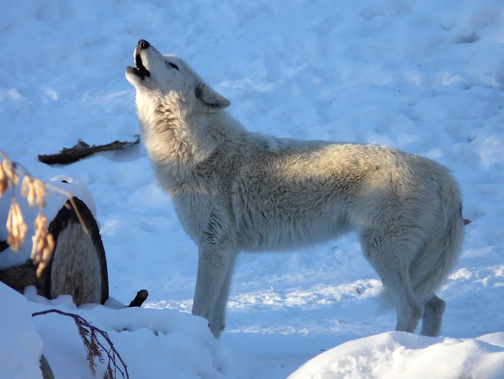 Polar wolf in the tundra