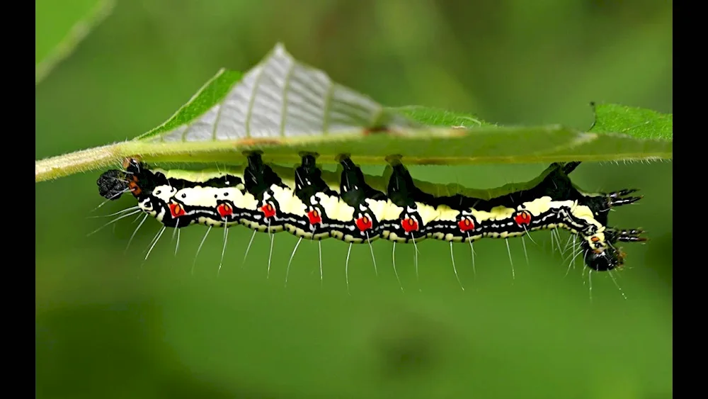 Polyxena butterfly caterpillar