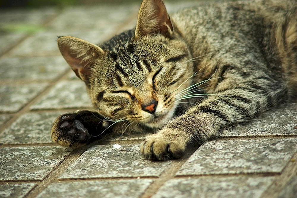 American shorthair tabby