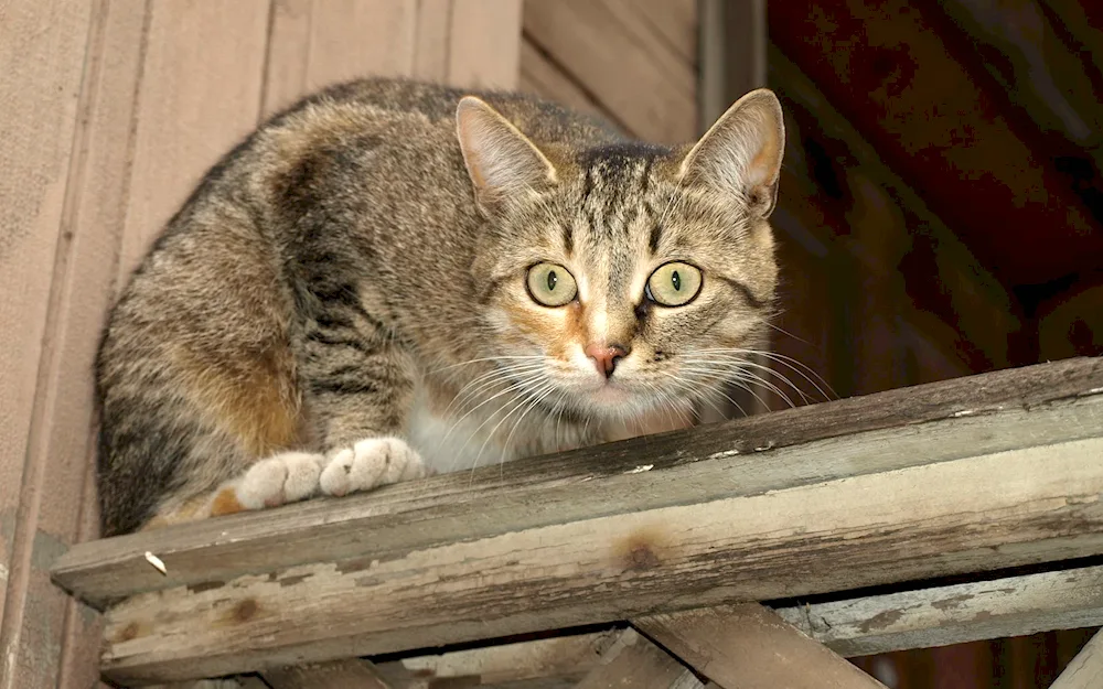 Striped cat