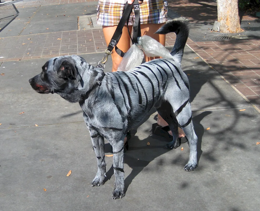 Striped dog