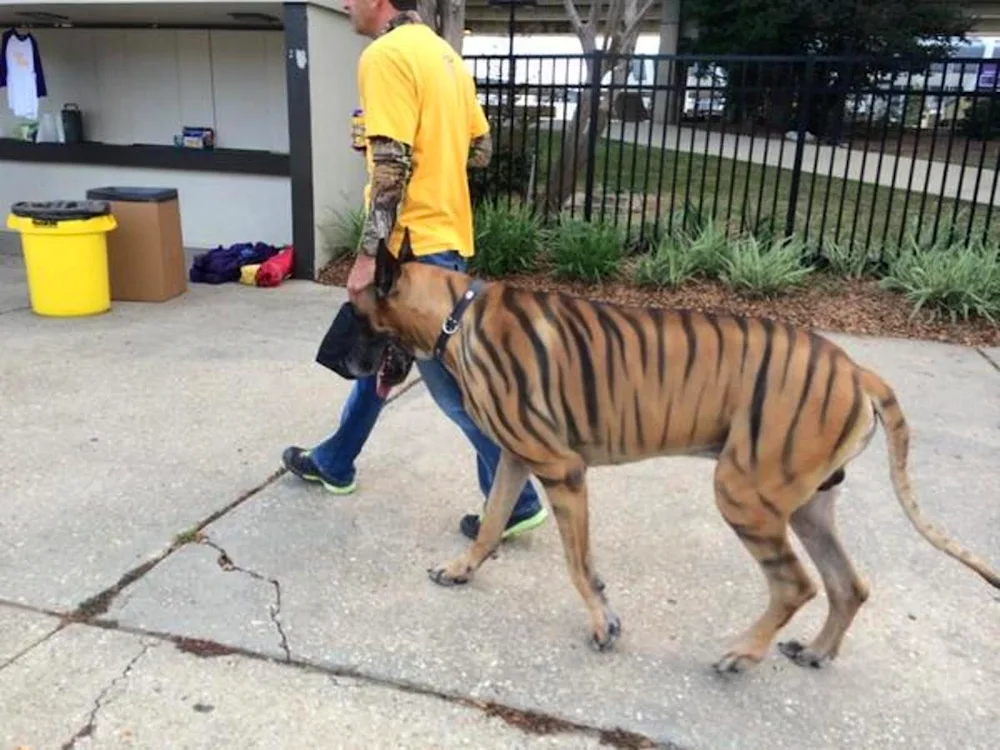 Striped dog