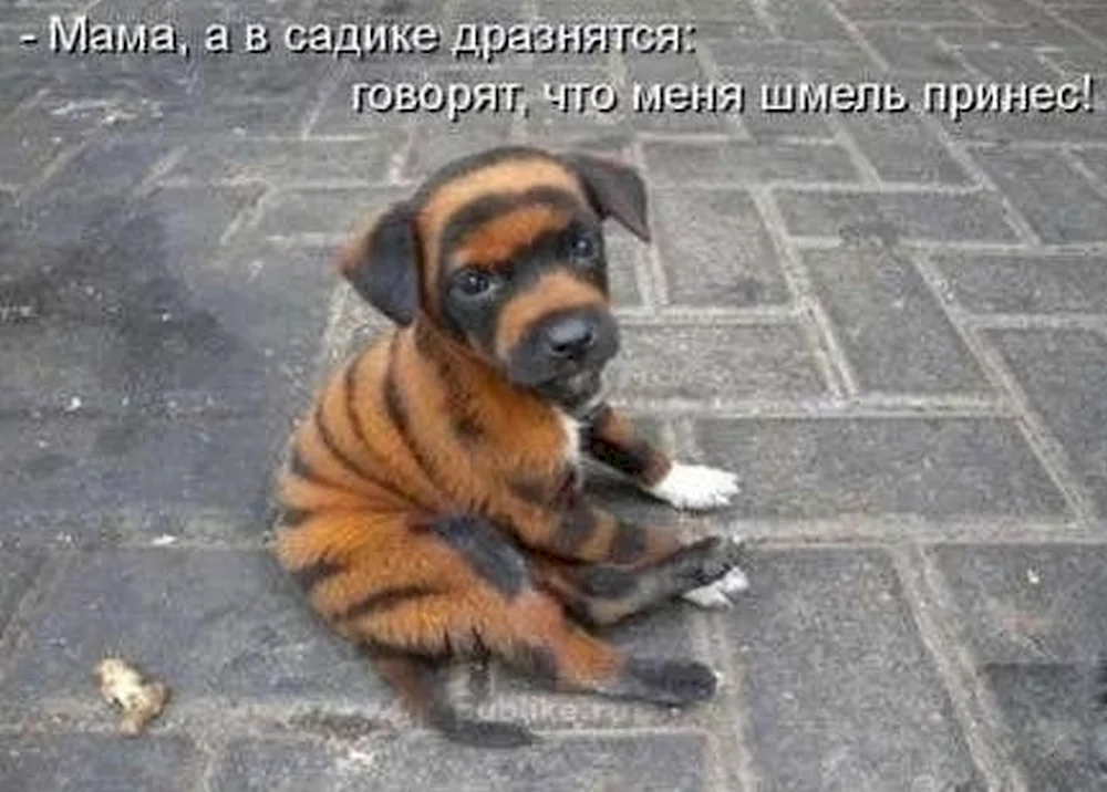 Striped dog