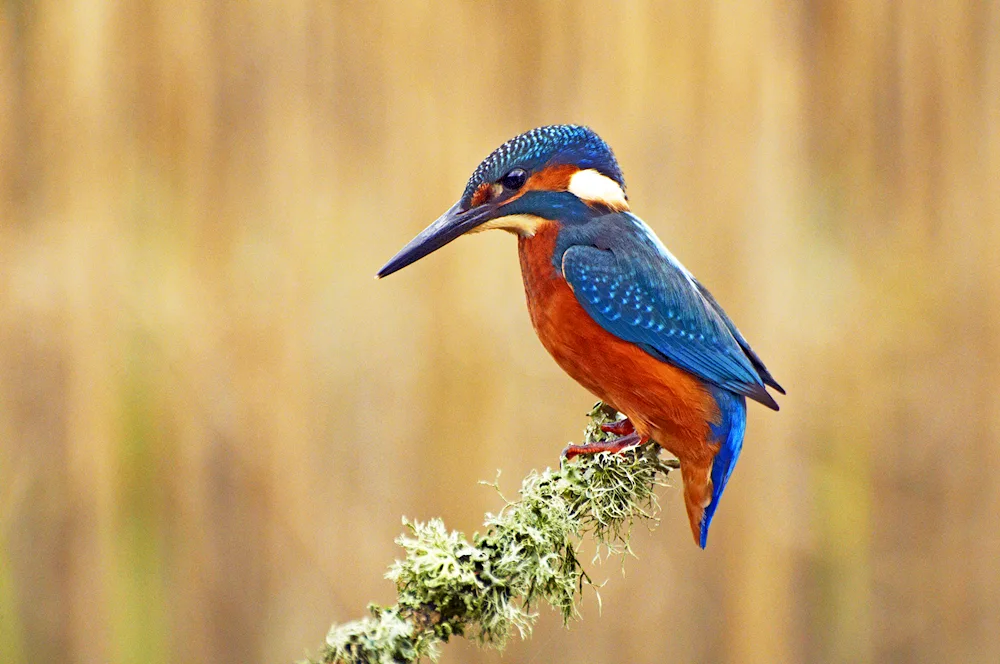 Summer birds in the city