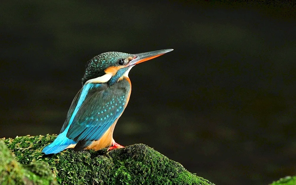 Headed kingfisher