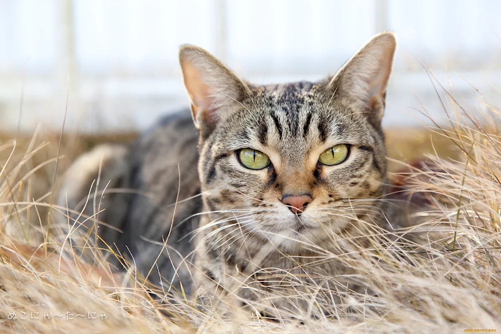 Striped mongrel cats