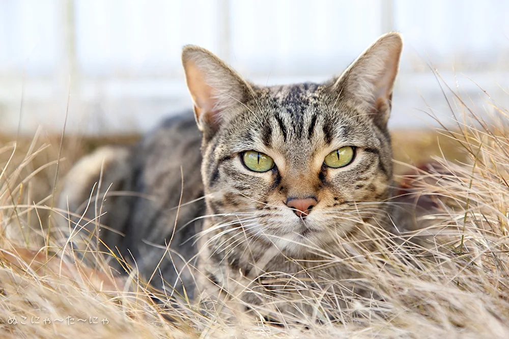 Striped cats mongrel