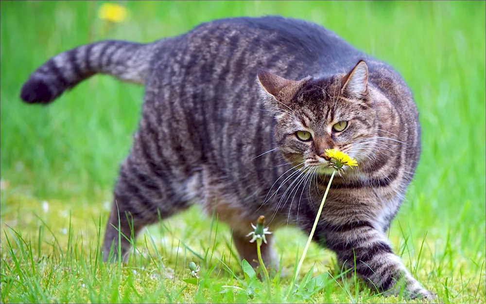 British Shorthair Striped cat