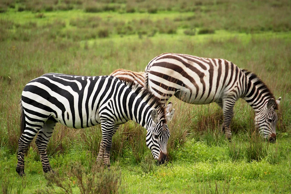 Striped animals