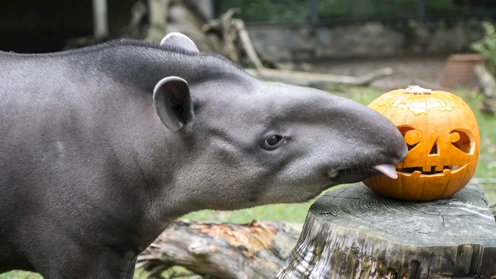 Cheprachian tapir