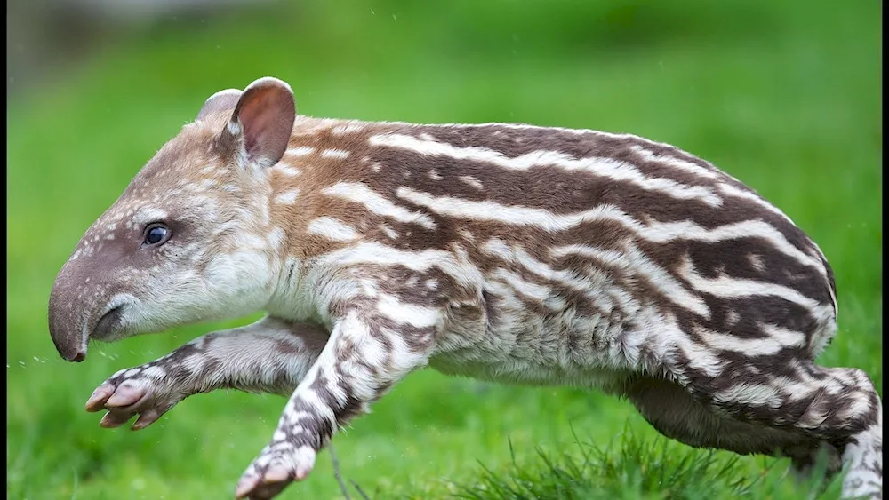 Cheeked tapir