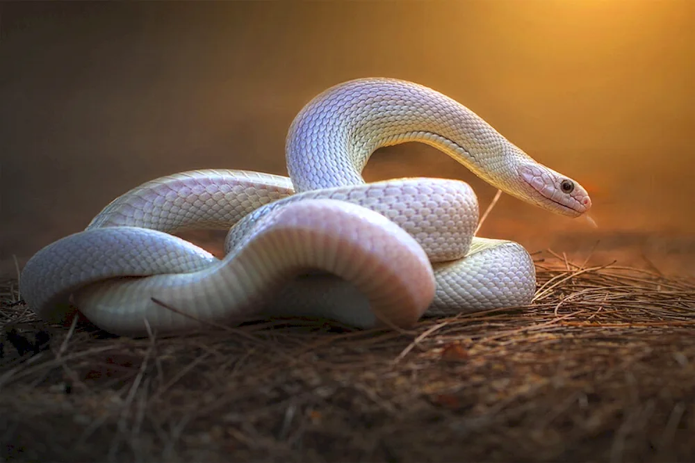 Coral python leucistus