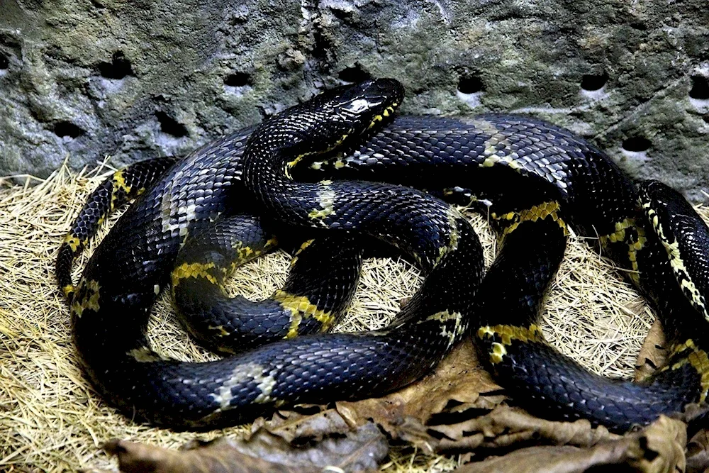 Red-bellied Aspid