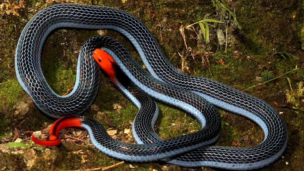 Snake stripe 2 metres long