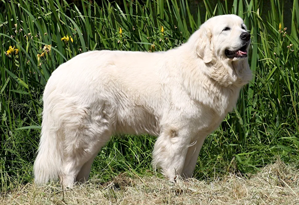 Middle Asian Alabai sheepdog