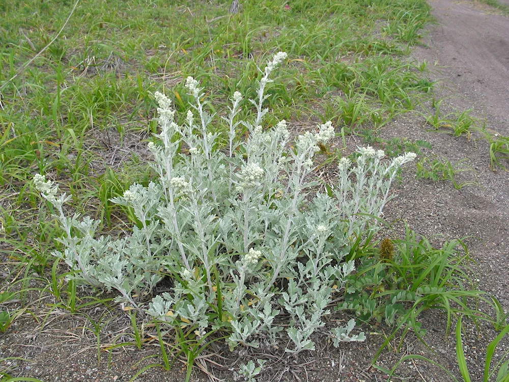 Wormwood Artemisia bargusinensis