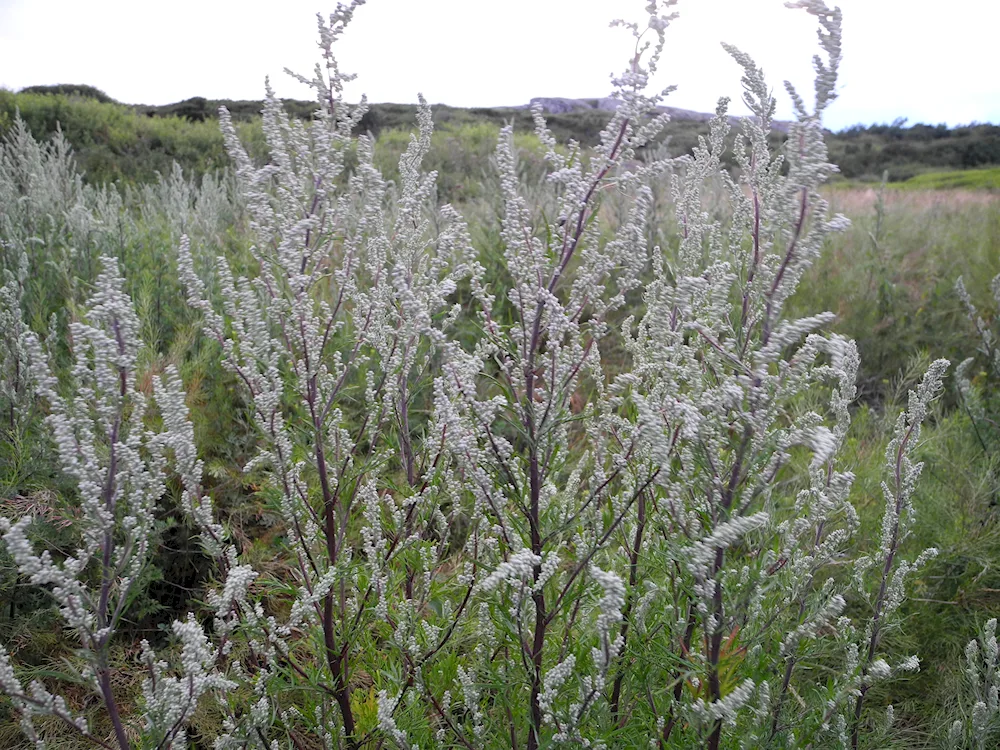 Wormwood bitter herb