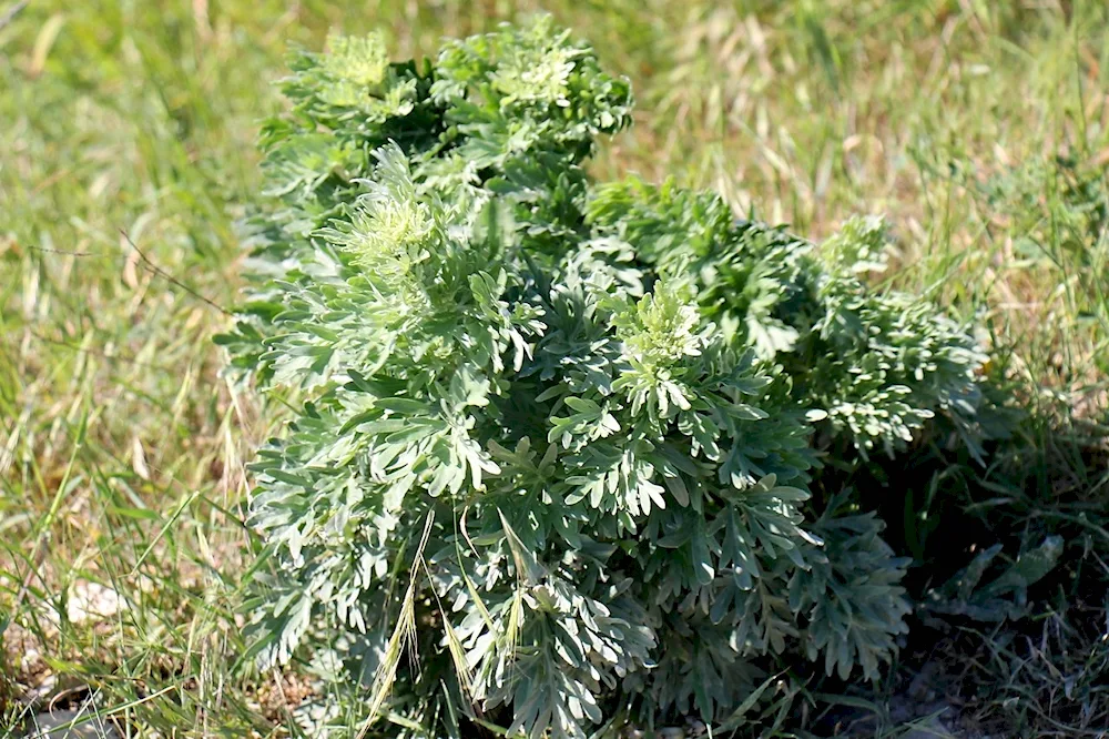 Wormwood Artemisia absinthium