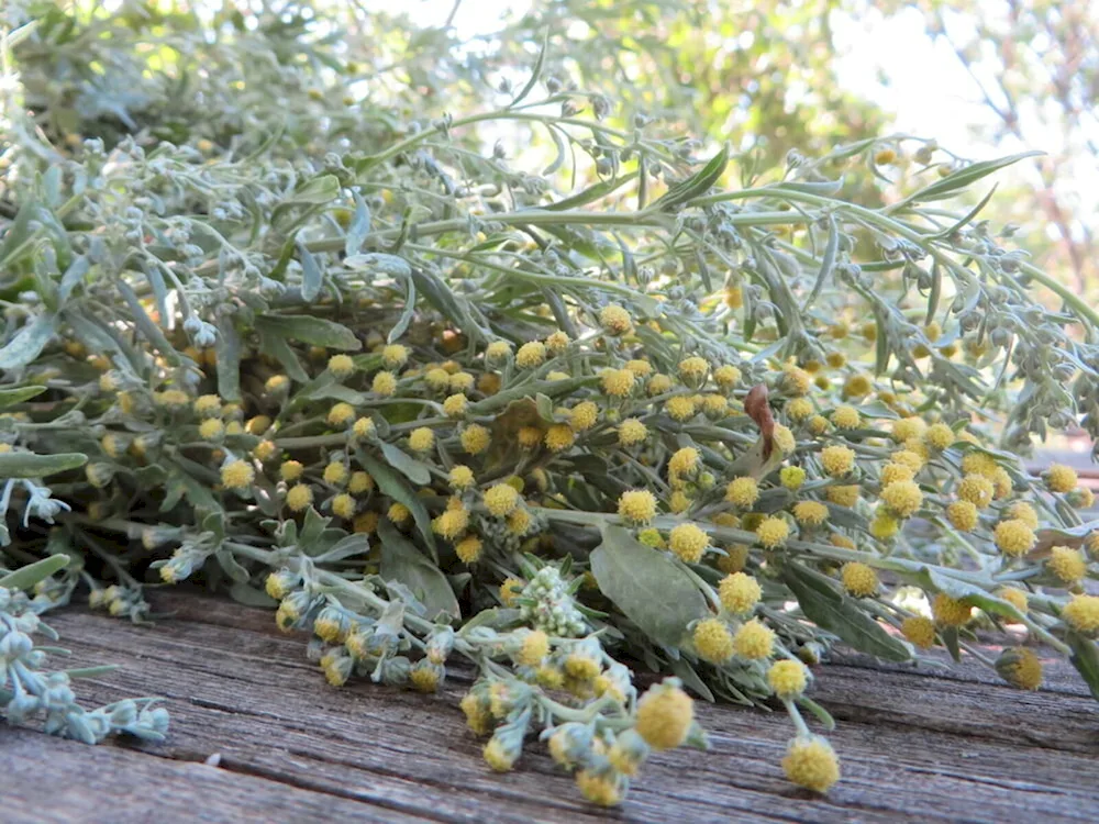 Bitter Artemisia absinthium