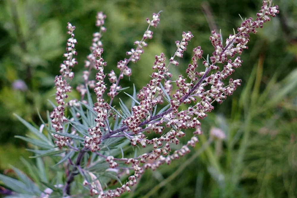 Wormwood Artemisia vulgaris