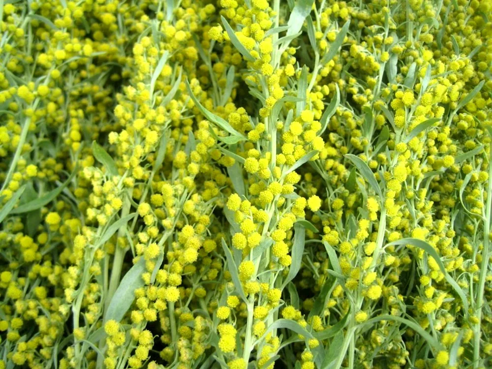 Wormwood Artemisia absinthium