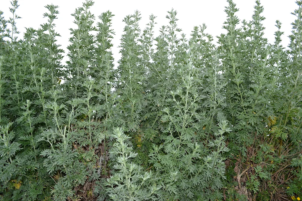 Wormwood Mugwort