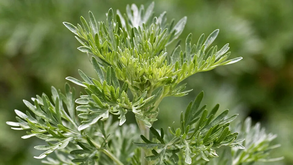 Wormwood Artemisia absinthium