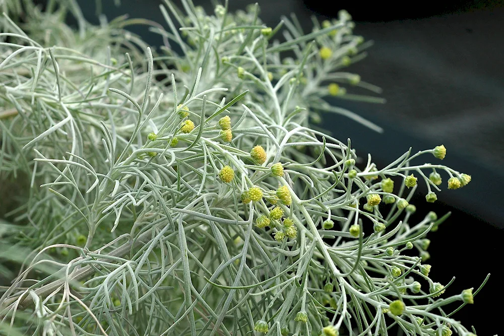 Wormwood Artemisia absinthium