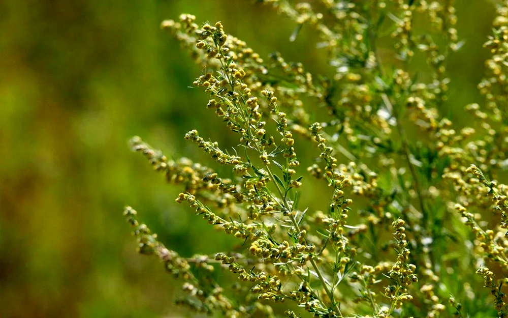 Bitter Artemisia absinthium