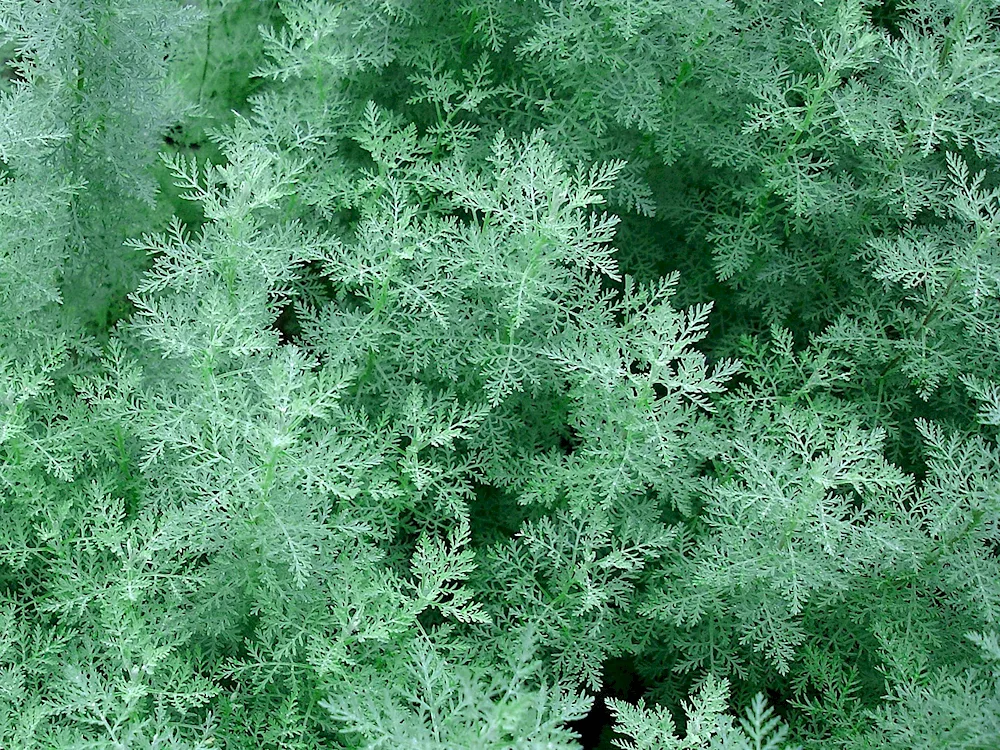 Wormwood Artemisia vulgaris