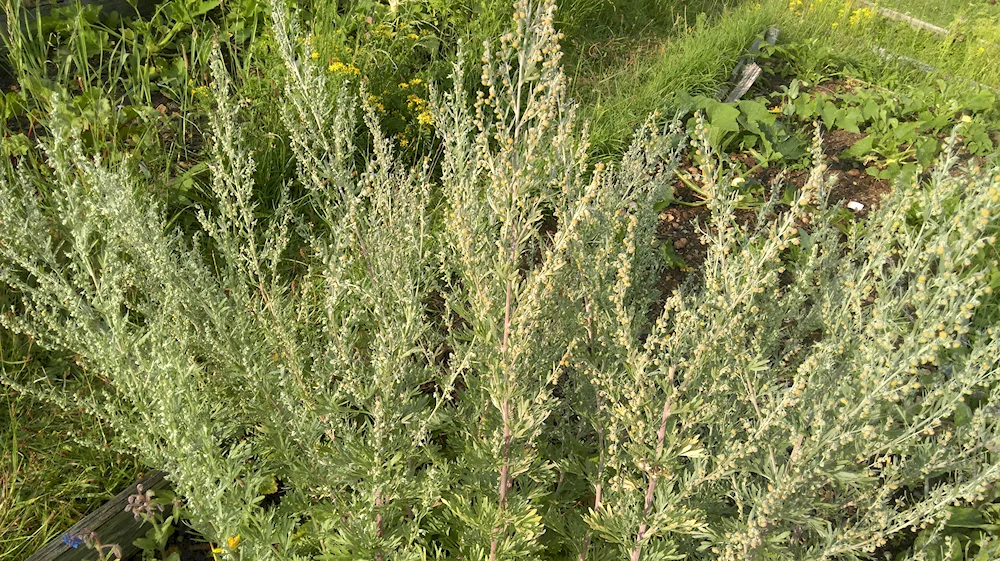 Common Wormwood Blackthorn