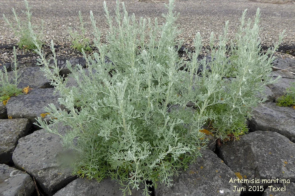 Wormwood citvara