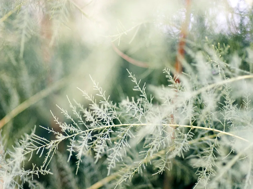 Wormwood Artemisia absinthium