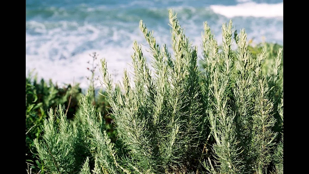 Wormwood nigella