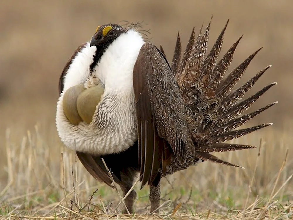 Wild Sage Grouse.