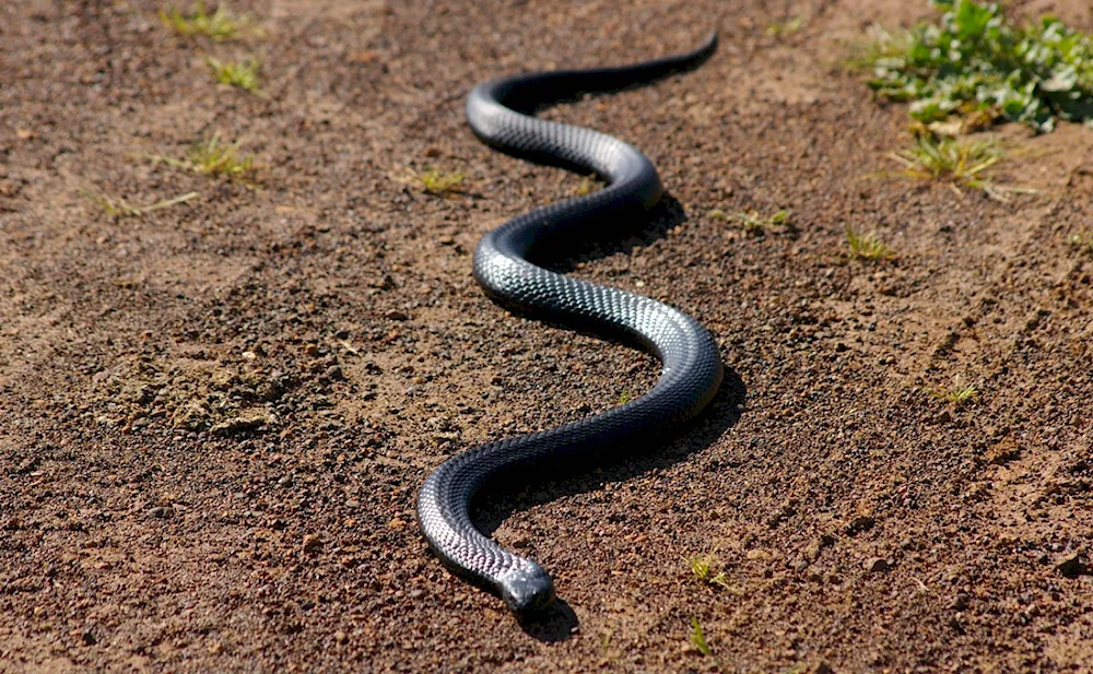 Green tree viper