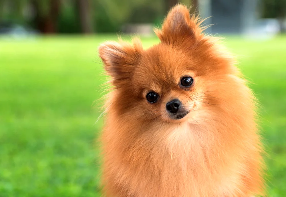 Pomeranian Spitz