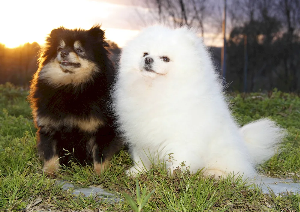 Pomeranian Spitz Lulu and Spitz