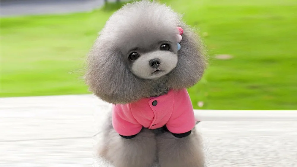 Dwarf poodle Maltipoo