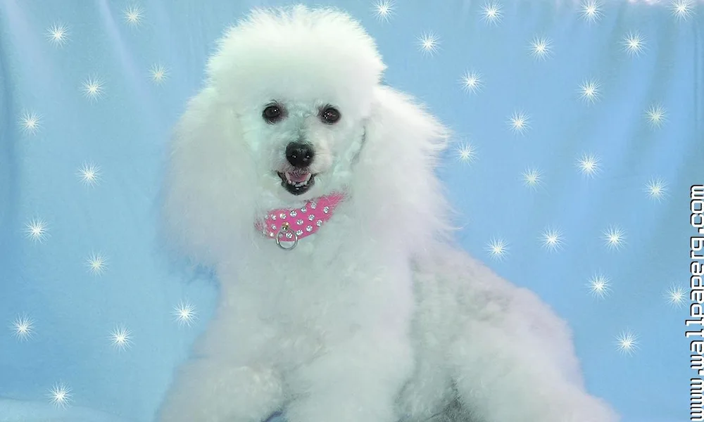 Pomeranian poodle