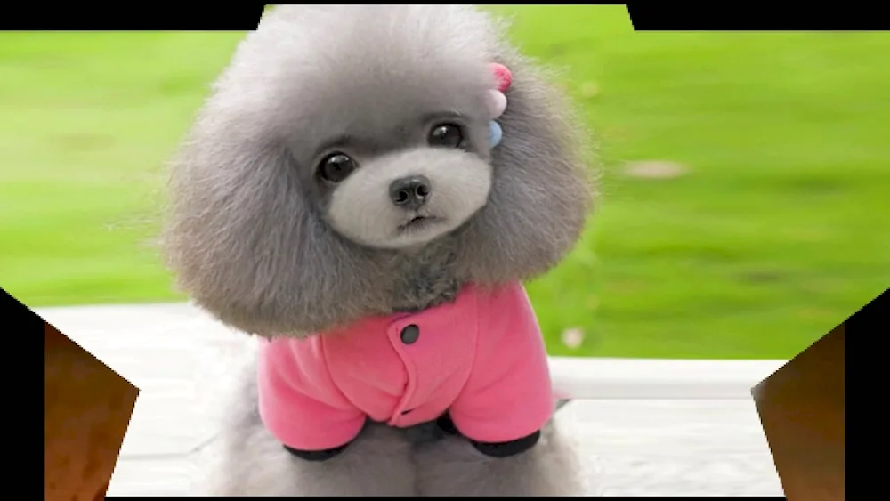 Pomeranian Poodle