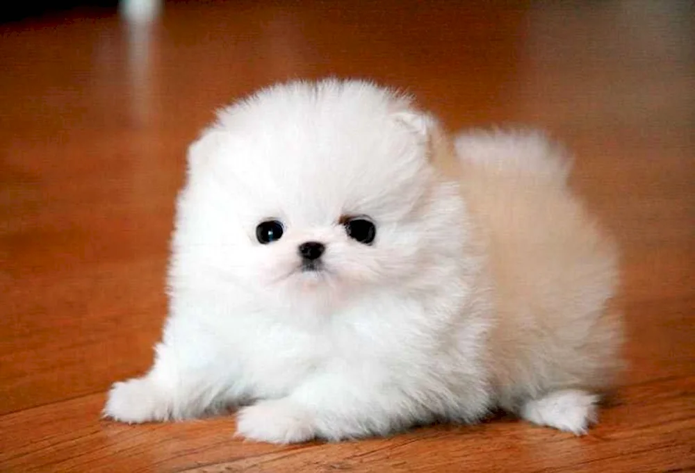 Pomeranian Puppy